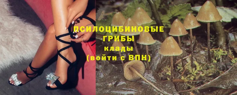 что такое   Куса  Псилоцибиновые грибы Psilocybe 